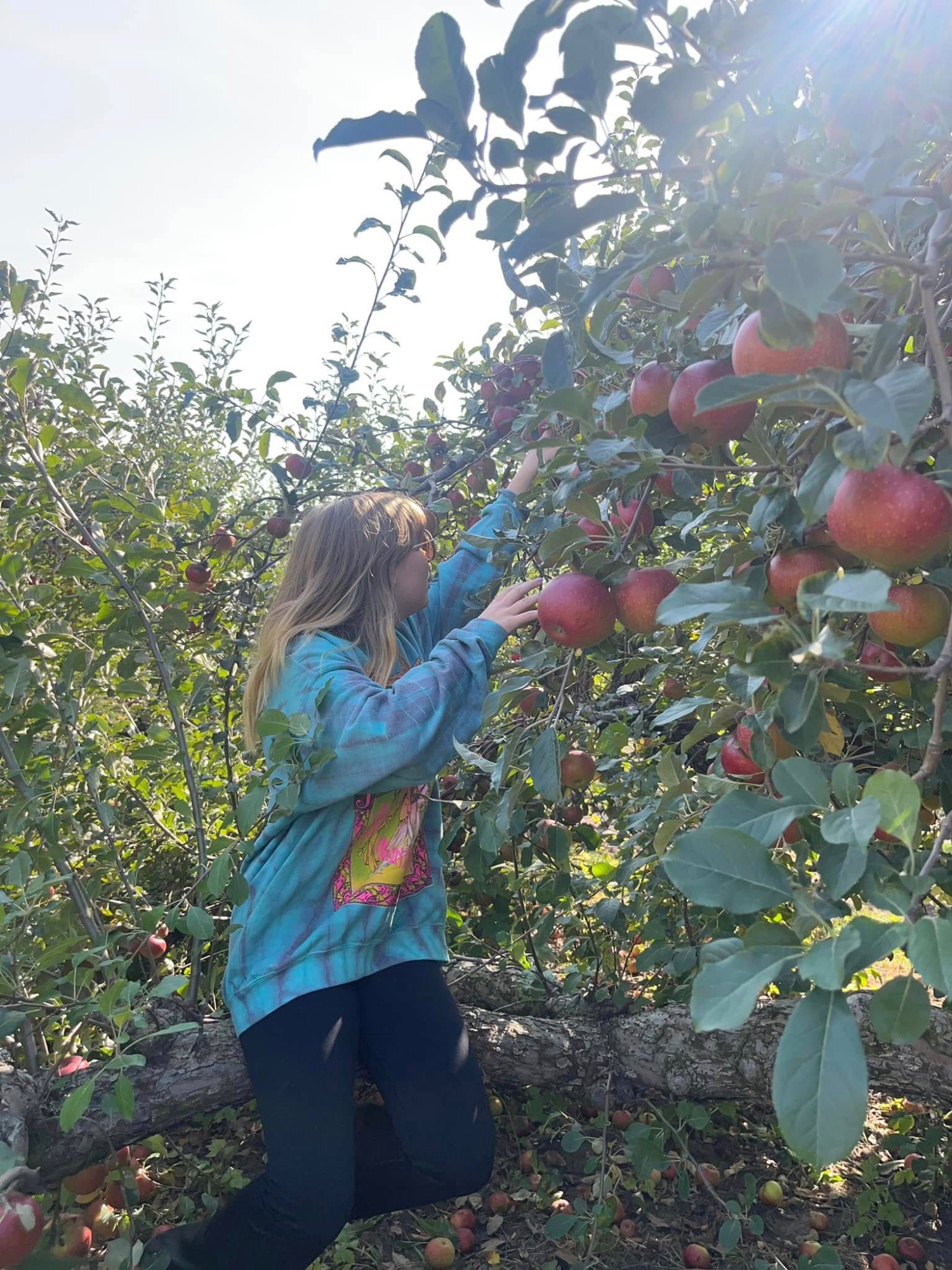Madalynn apple picking